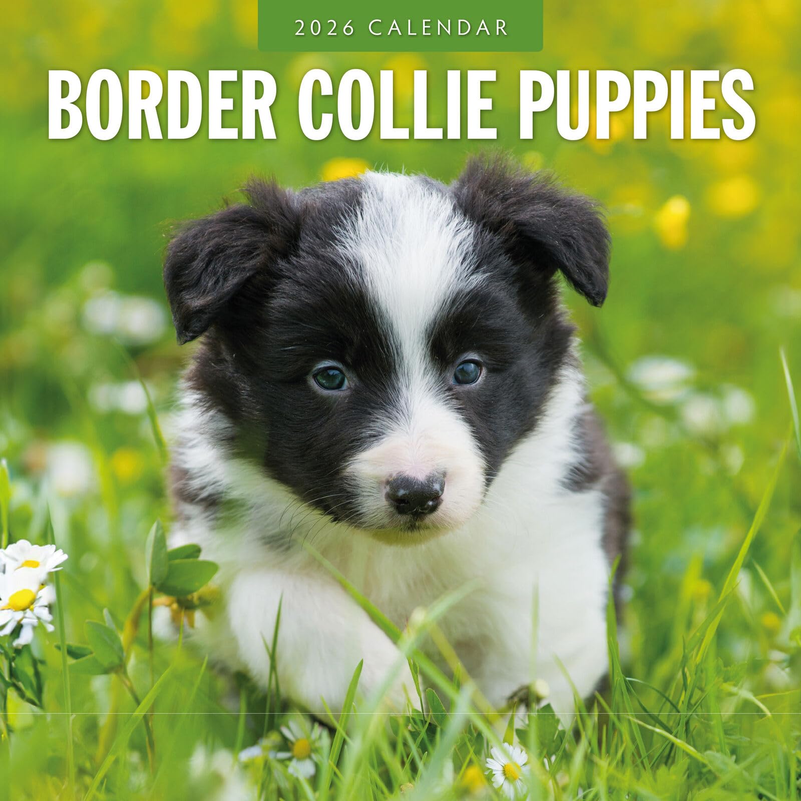 Border Collie Puppies 2026 Square Wall Calendar