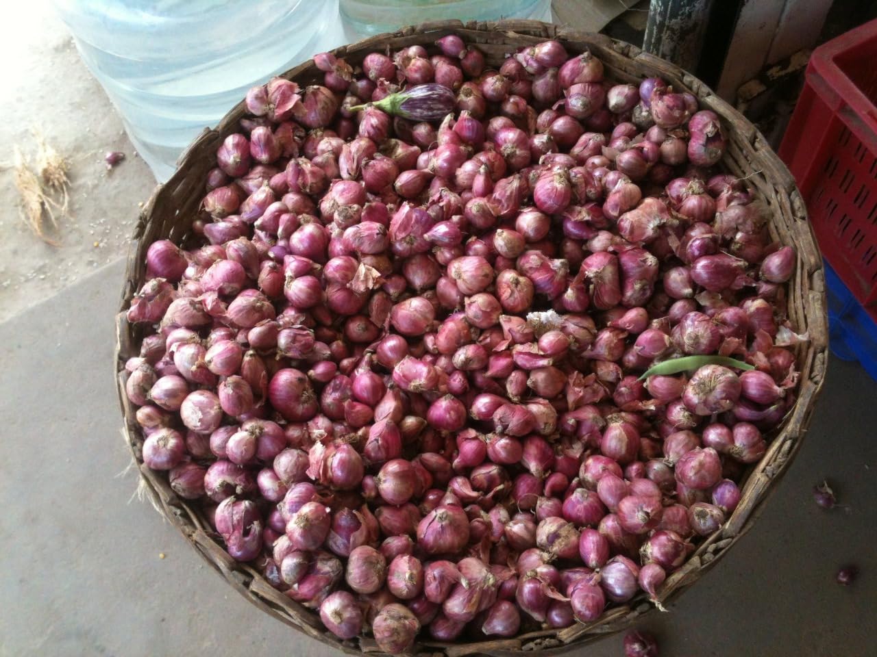 CooPany® Sambar Onion Seeds – Small Pink Onion Traditional Variety for Home Gardening -100Seeds-picture-33