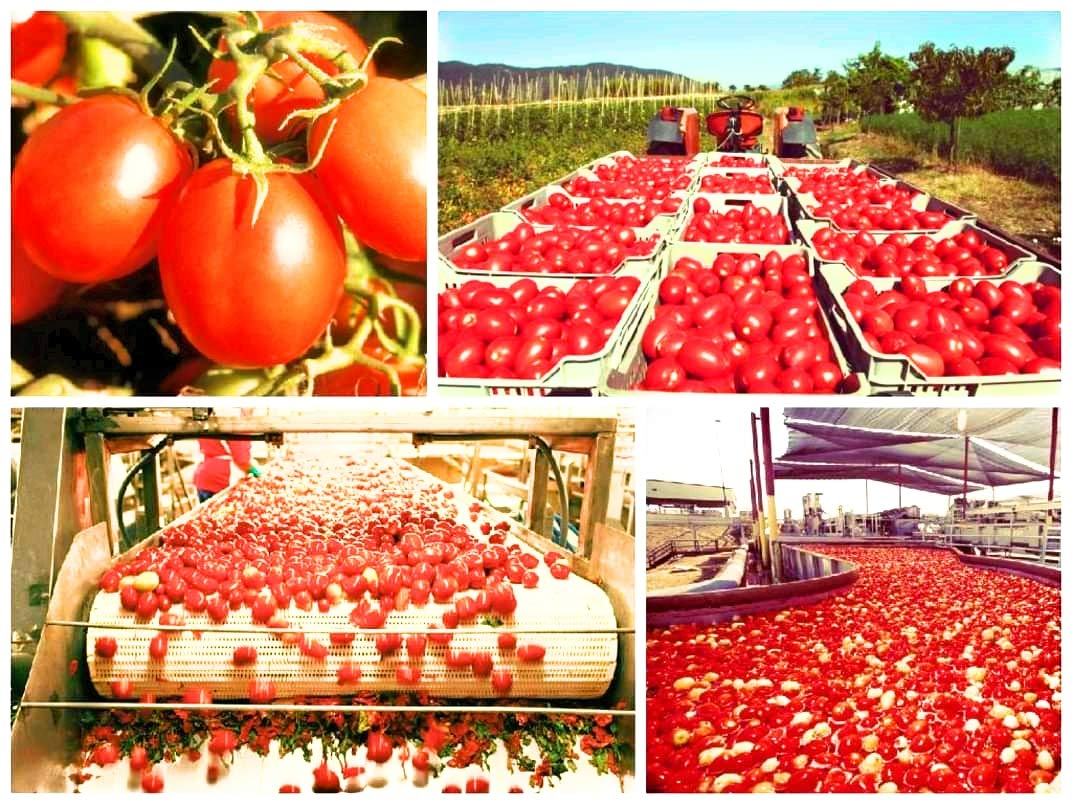 racy Tomato Puree 840gm 2
