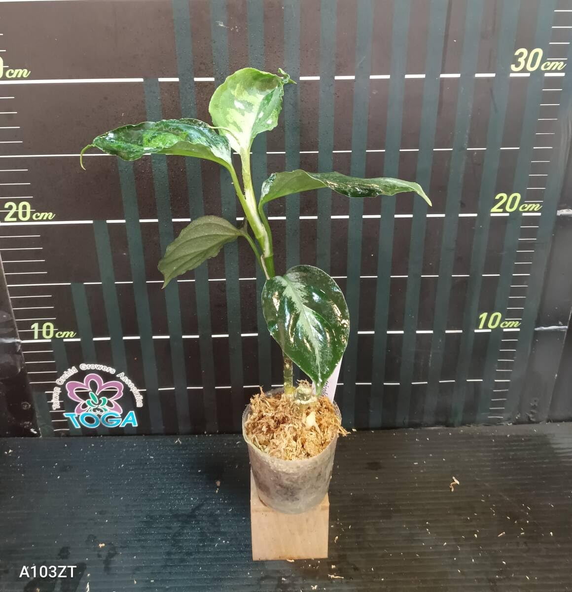 Amazon.co.jp: アグラオネマ ピクタム トリカラー Aglaonema pictum Amazon.co.jp: アグラオネマ ピクタム トリカラー Aglaonema pictum