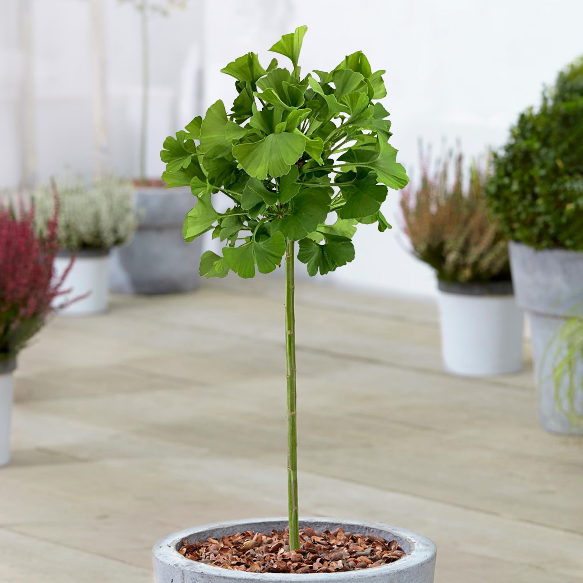 Ginkgo Mariken Patio Baum Mdchenhaarbaum Winterhart Gartenfertige Pflanze  im 3L Topf : Amazon.de: Garten