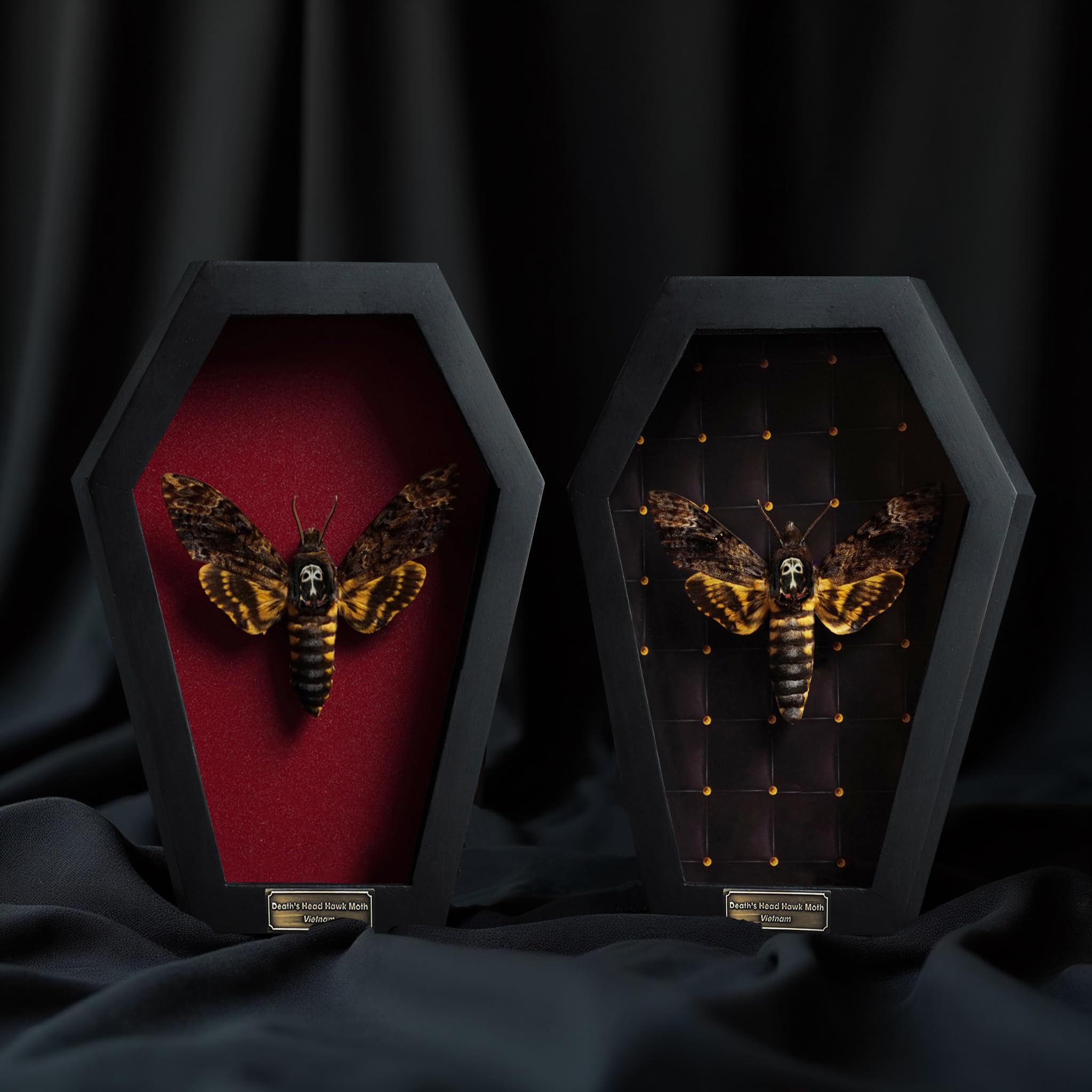 Real Death Head Moth White Skull Acherontia Gothic Witchy Spooky Halloween Butterfly Entomology Shadow Box Insect Oddity Curiosities Taxidermy Wall Art Home Decor Living Gallery CF18-01-DO-MT: 01-white Skull-red Coffin