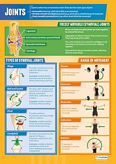Joints | PE Posters | Gloss Paper measuring 850mm x 594mm (A1) | Physical Education Charts for the Classroom | Education Charts by Daydream Education