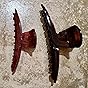 Camila Paris CP2371 French Hair Clip for Women, Narrow, Strong Hold Grip Double Tooth Girls Hair Claw Clips Jaw, Fashion Durable Styling Hair Accessories for Women, Made in France