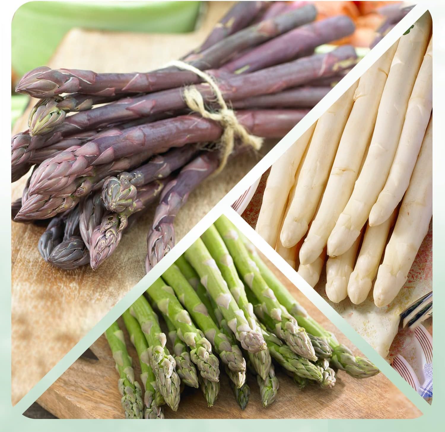 Piante di asparagi Mix - 10 piante frigo A+ - refrigerate a crescita rapida provenienti dall'Olanda - Resistenti & Perenni - Per la coltivazione in letti rialzati