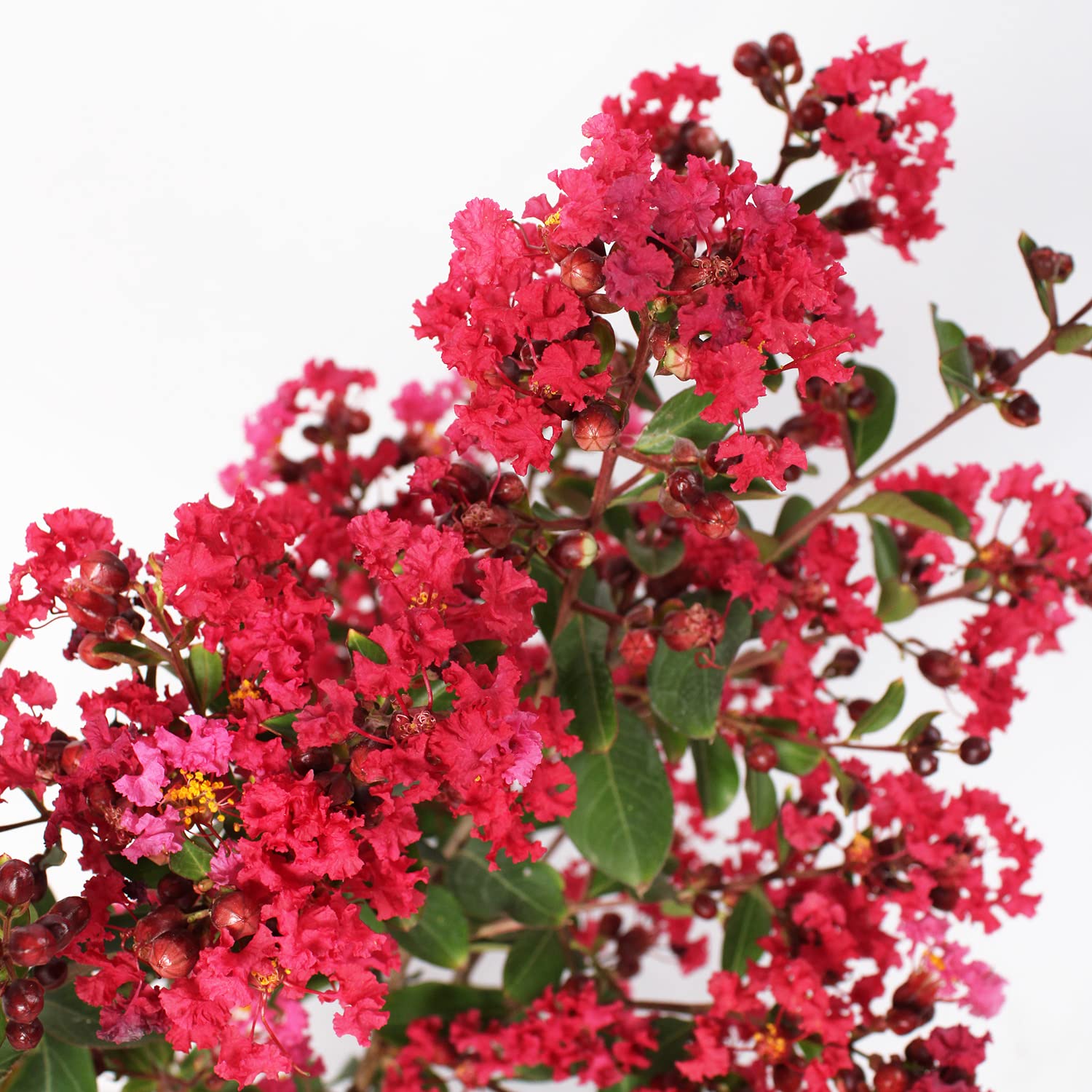 KENTIS - Lagerstroemia Indica Rossa - Piante da Esterno Vere Fiorite - Pianta da Giardino in Fiore - H 60-80 cm Vaso Ø 24 cm