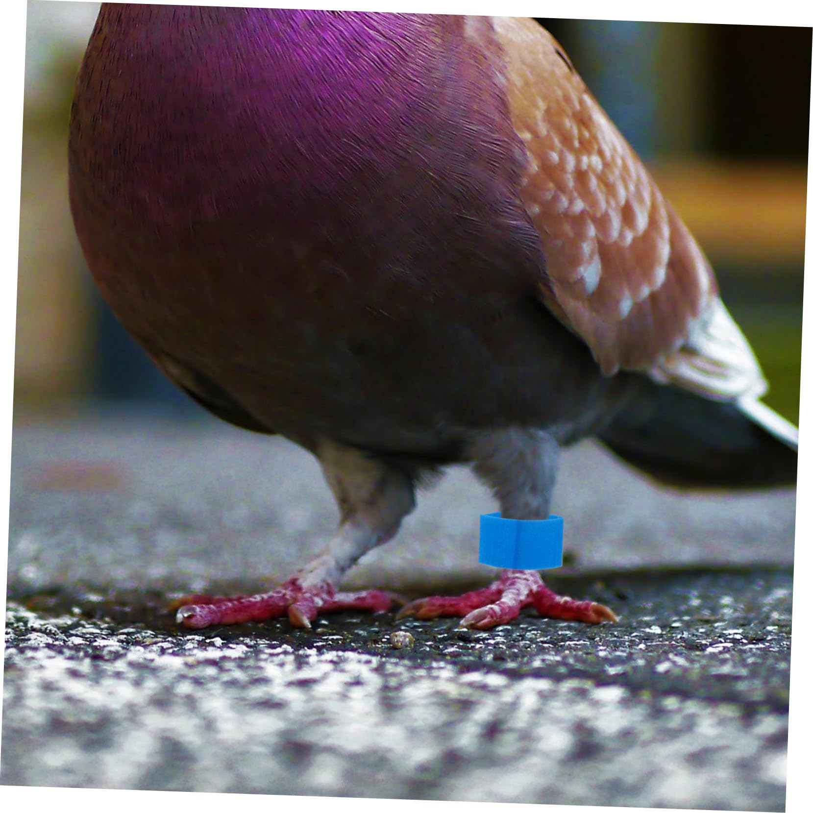 BESPORTBLE Seal Pigeon Foot Ring Heat Shrink Film 80pcs Kit Bird Supplies for Pigeon Foot Ring Protection Easy to