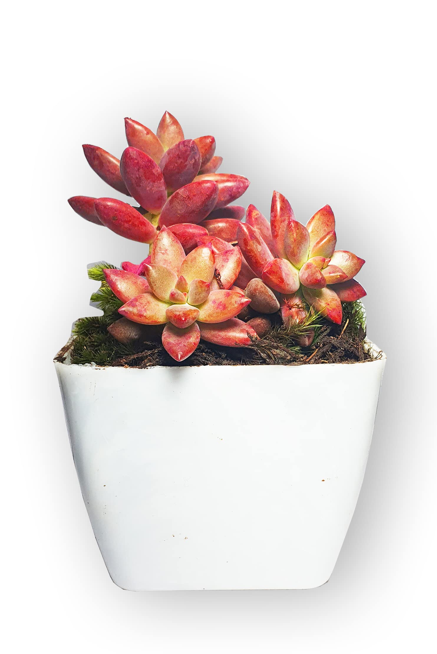 MVM e-comerce® Sedum Rubrotinctum Succulent Live Plant With pot | Jelly Bean Plant | Air Purifier Plant | Desk Plant | (Graptosedum Alpenglow) (B0B9ZFTCW2) Amazon Price History, Amazon Price Tracker