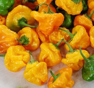 50 Seeds Vpph) Scotch Bonnet Hot Pepper Seed Caribbean Dynamite Seeds Easy to Seasons, Meaningful Gift.