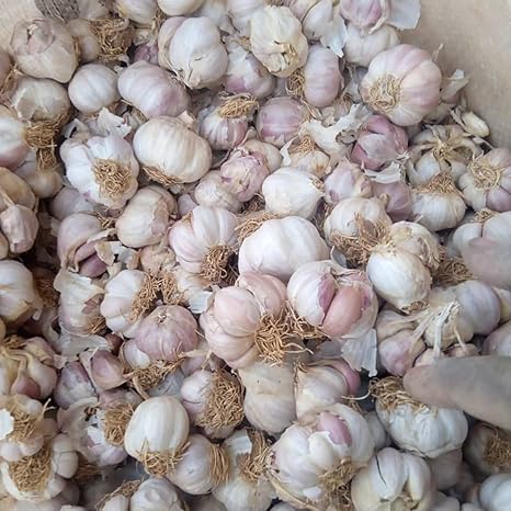 Amazon ニンニク 種球で販売 観葉植物 不思議な色の珍しい花 信頼できる売り手 バルブオブザイヤー 6 種球 C 花