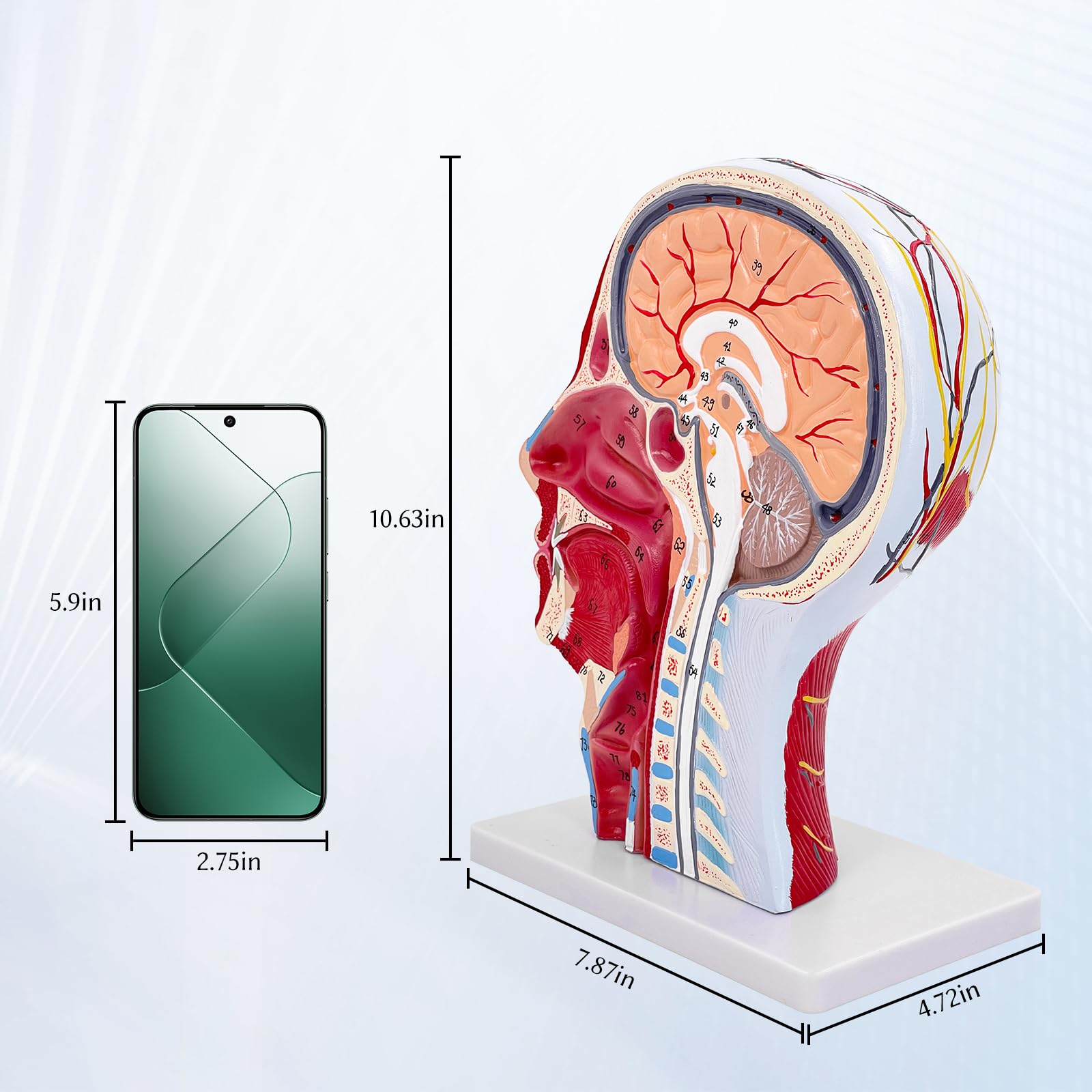 Menschlicher Halber Kopf, Oberflächliches Neurovaskuläres Modell mit Muskulatur, Lebensgroßes Anatomisches Kopfmodell, Schädel & Gehirn Für Medizinischen Unterricht (Menschlicher Halber Kopf)