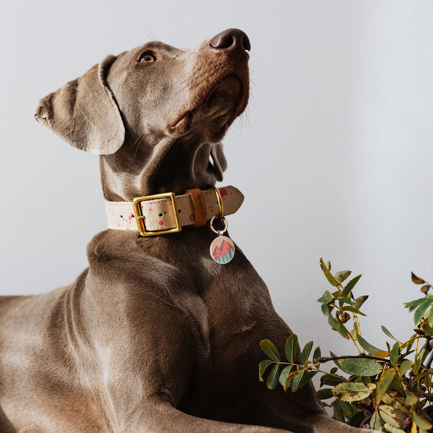 Disontag Qr Dog Id Tags For Pets Online Pet Medical Desertcart INDIA