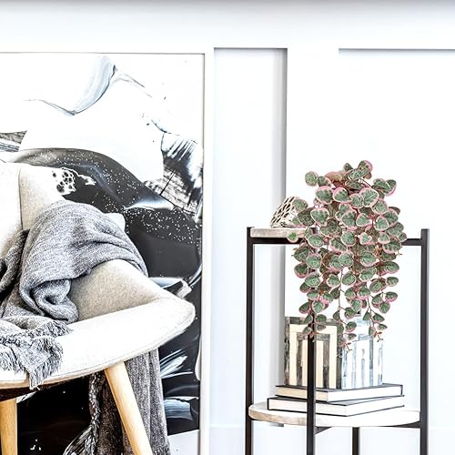 Miniatura 9 de Briful Plantas falsas en maceta de 20 pulgadas, cadena artificial de vides de corazón, plantas suculentas largas drapeadas para el hogar, oficina,