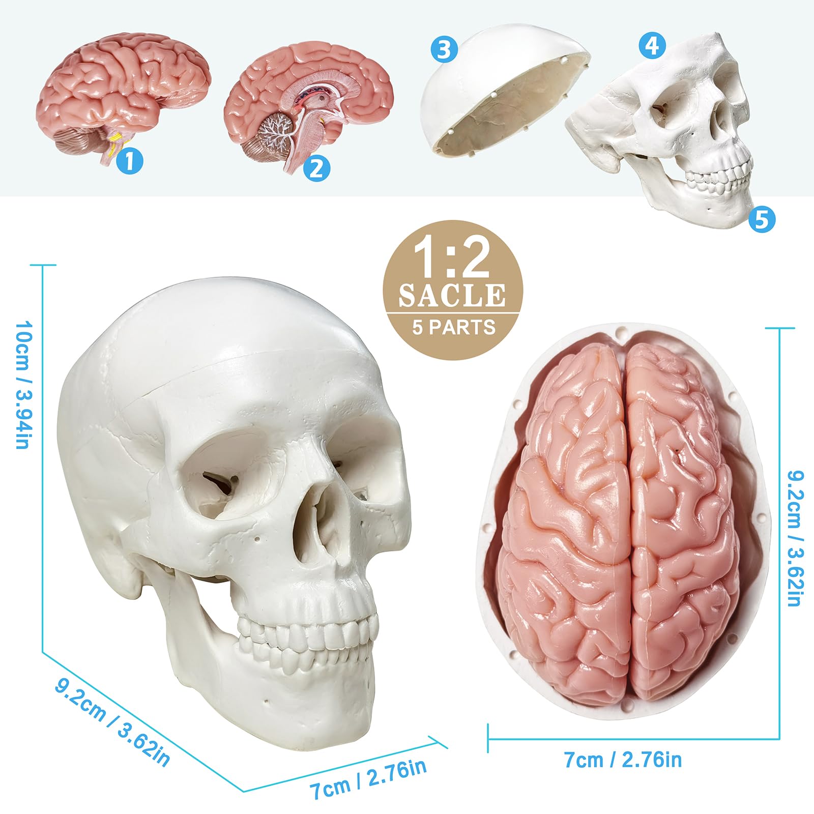 Human Skull avec Brain Model Sculpture 410 pièces pour les 7 ans et