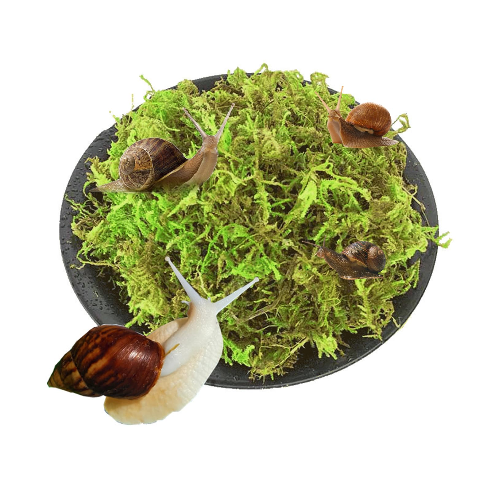 Naturalny mech premium dla gadów, zielony mech, mata mchowa, dekoracja do terrarium, ślimaków, żab, pustelników, żółwi