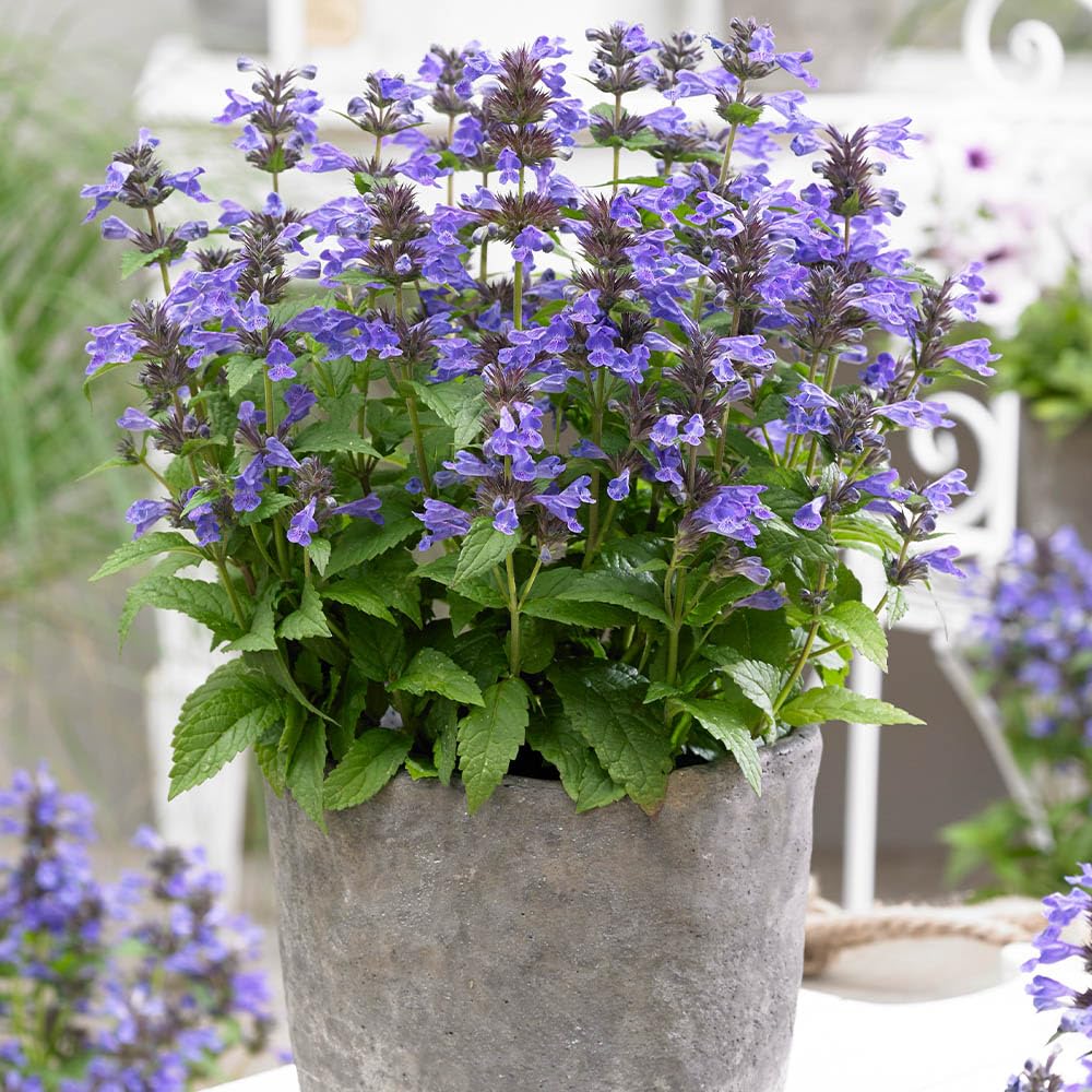 YouGarden Nepeta 'Neptune', Established Plant in 9cm Pot, Ready to Plant