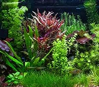 Vista 6 de Marcus Fish Tanks - 3X Dwarf Hair Grass Eleocharis Parvula Live Aquarium Plants Carpeting Plant for Aquatic Freshwater Fish Tank