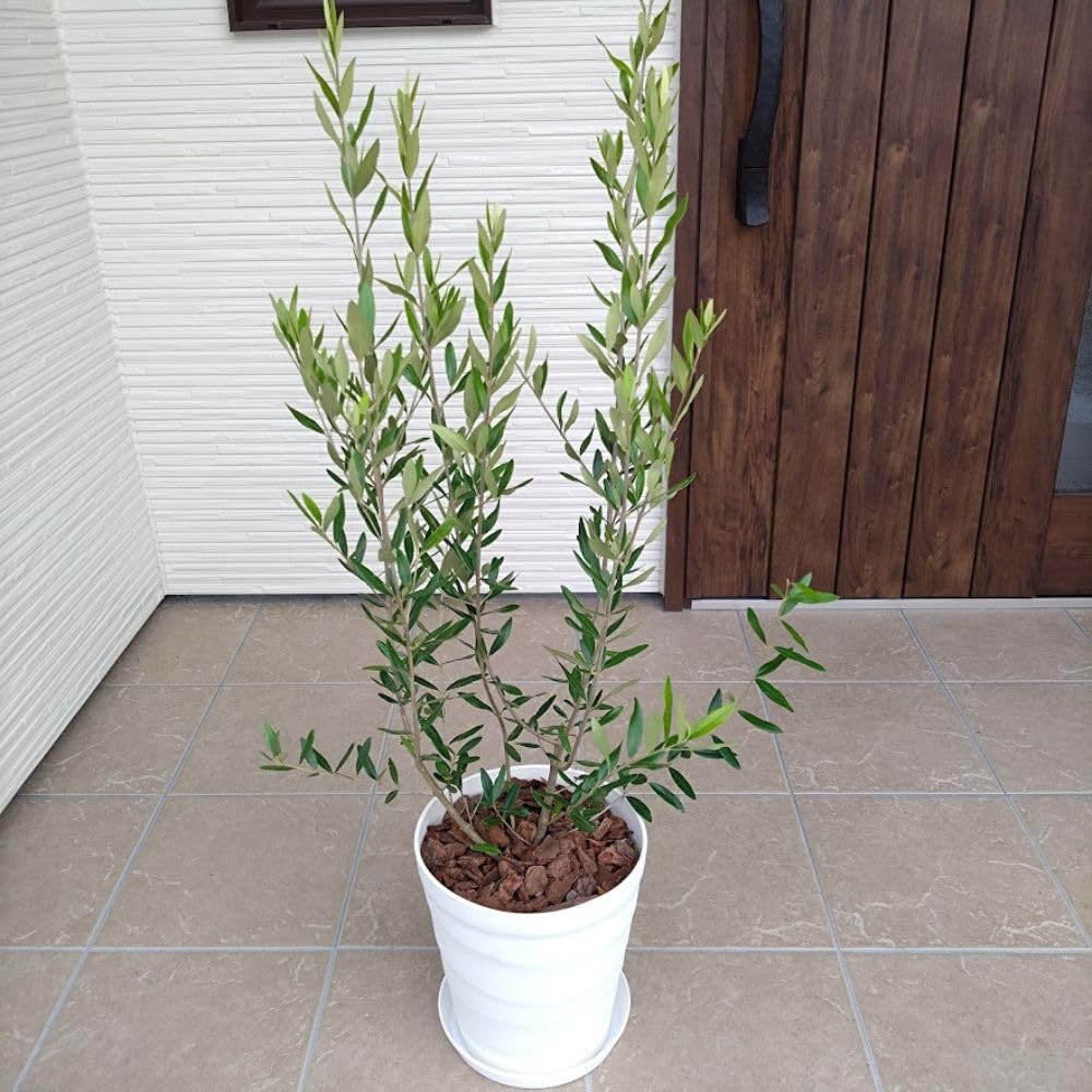 Amazon｜届いた時からシンボルツリー！！ はじめてのオリーブの木栽培