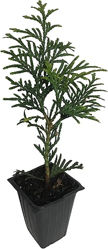Thuja Green Giant Arborvitae - Lote de 15 plantas vivas de 8 a 10 pulgadas de alto - Se envía en macetas de 2.5 x 3.5 pulgadas de profundidad con