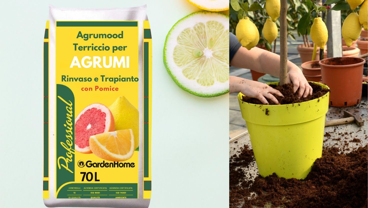 Mapo - Ibrido Mandarino Avana X Pompelmo Duncan - Oscar Tintori - Gli