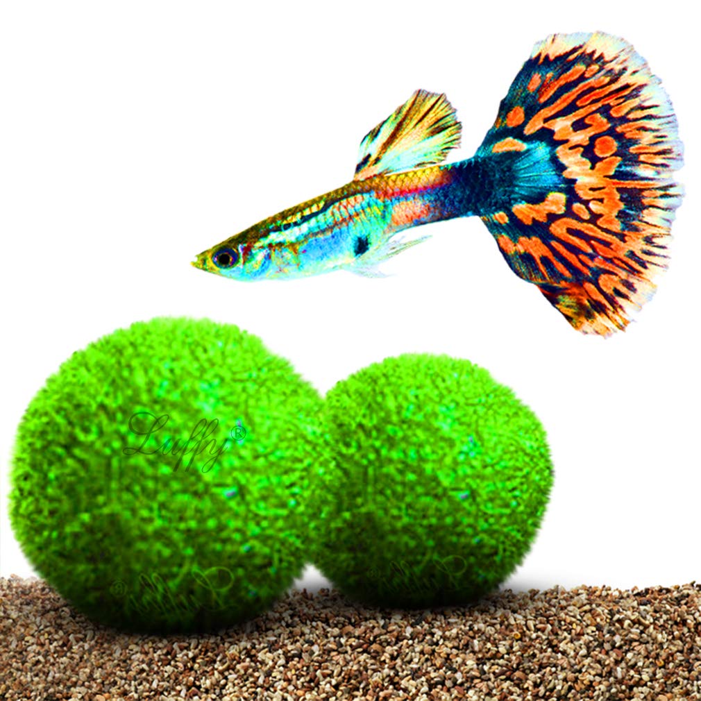 Buy Luffy Doubletail Betta Moss Balls, Vibrant Green Marimo Moss Balls
