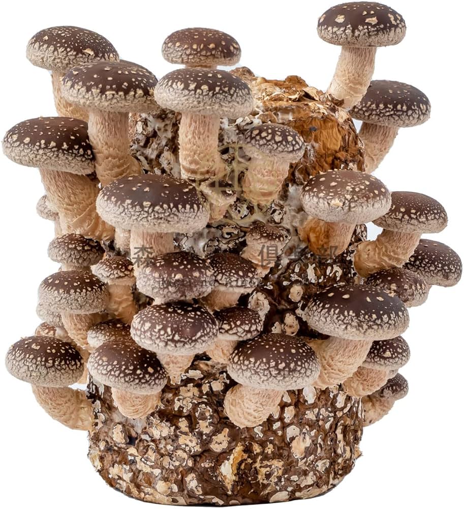 森のきの子様×4 Amazon.co.jp: 森のきのこ倶楽部 もりのしいたけ農園 栽培キット