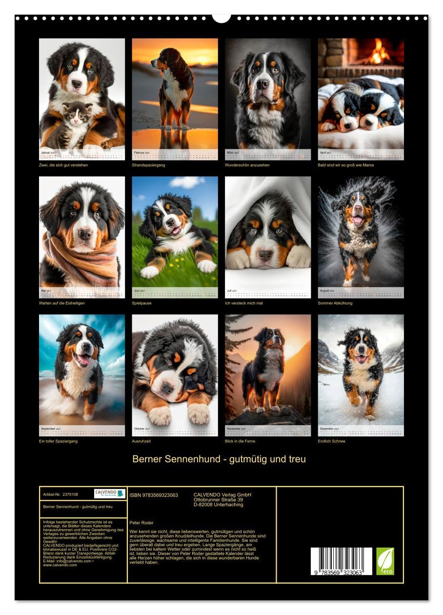CALVENDO - Berner Sennenhund - gutmütig und treu (hochwertiger Premium Wandkalender 2027 DIN A2 hoch), Kunstdruck in Hochglanz: Berner Sennenhunde - heißgeliebte Familien Wachhunde