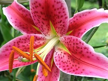Oriental Lily CHARTWELL,Bag of 3 Flowered Perennial