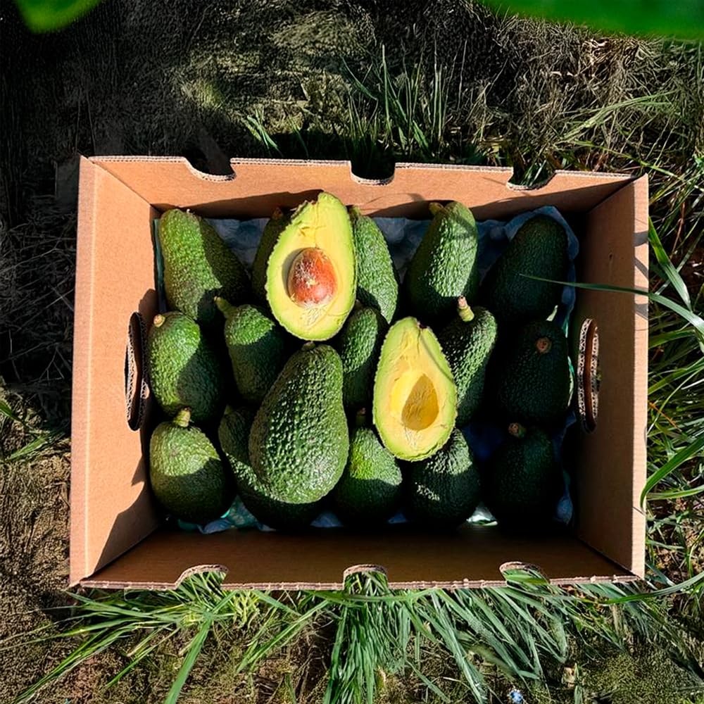 Aguacate Hass fresco 9 Kg producción local Castellón España cultivo sostenible sin químicos