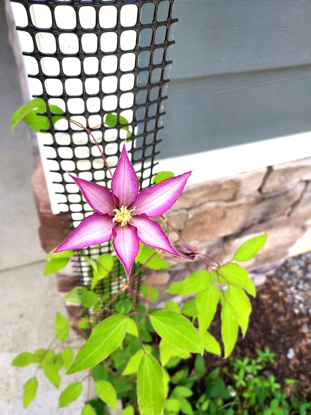 Downspout Trellis for Climbing Plants Outdoor Support to Grow a Vertical Rain Gutter Garden with Clematis Morning Glory and More up to 9 feet Tall (108 in. Tall) x 4 inch Wide (1 Lattice Panel Kit)