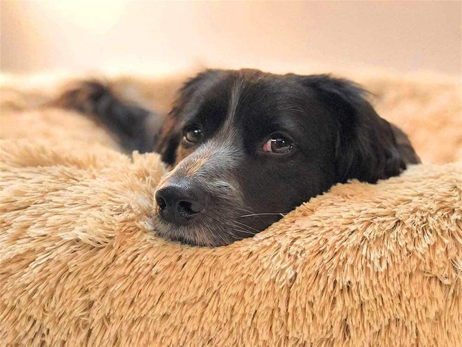 Cama Ortopédica Calmante para Perros, Cesta para Dormir, Piel Sintética Suave, Sofá para Mascotas para Perros Medianos y Grandes, Golden Retriever, Perro Alemán, Lavable