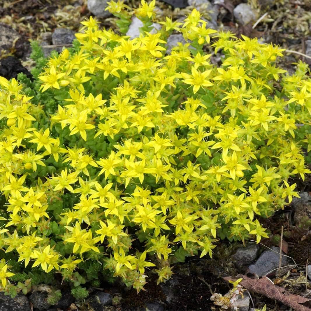 Sedum sarmentosum Gold Moss Stonecrop (100 Seed),Drought