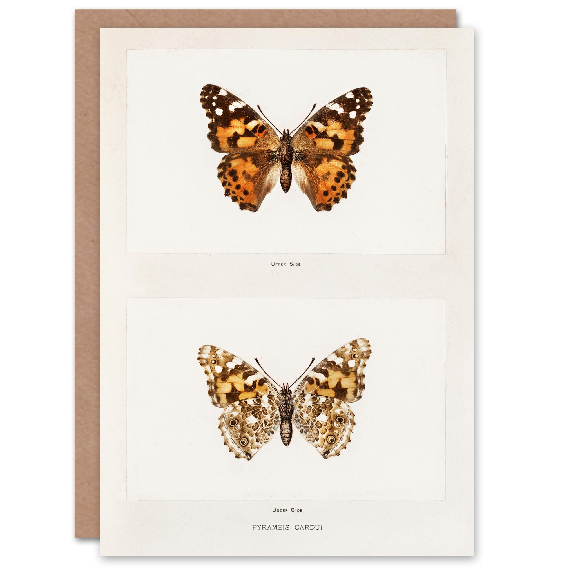 Artery8 Sherman Denton Art Card Painted Lady Butterfly Vintage Illustration