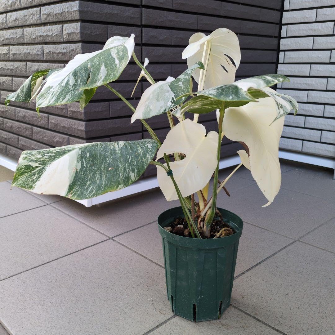 Amazon｜観葉植物 モンステラ斑入り 白斑入り ホワイトタイガー