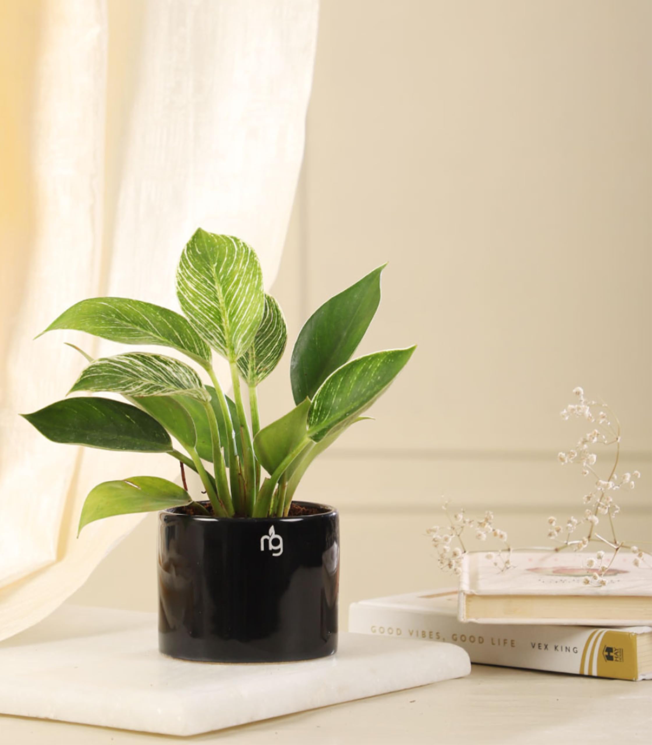 Nurturing Green® Combo of 3 Black Ceramic Pots |Flower Pots for
