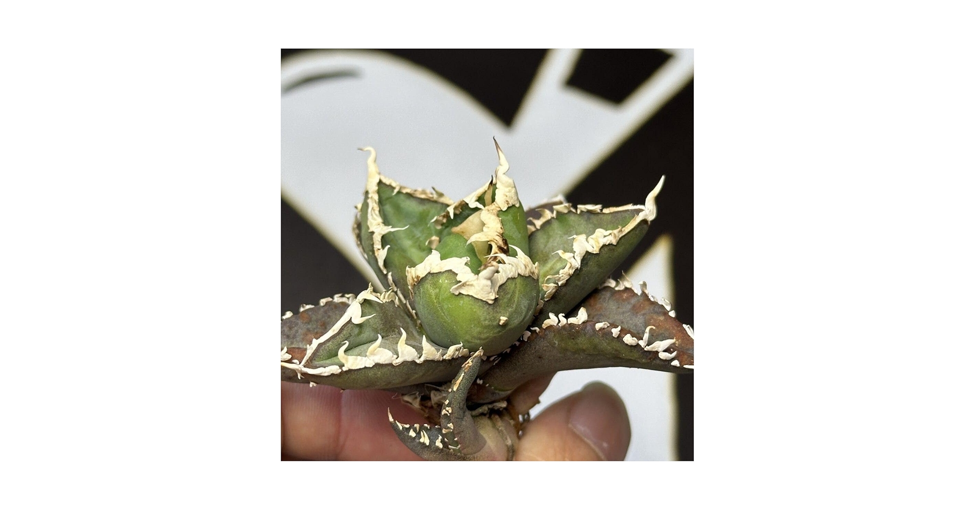 Amazon.co.jp: アガベ チタノタ shangao-004 バトルウルフ 鋸歯 極上強