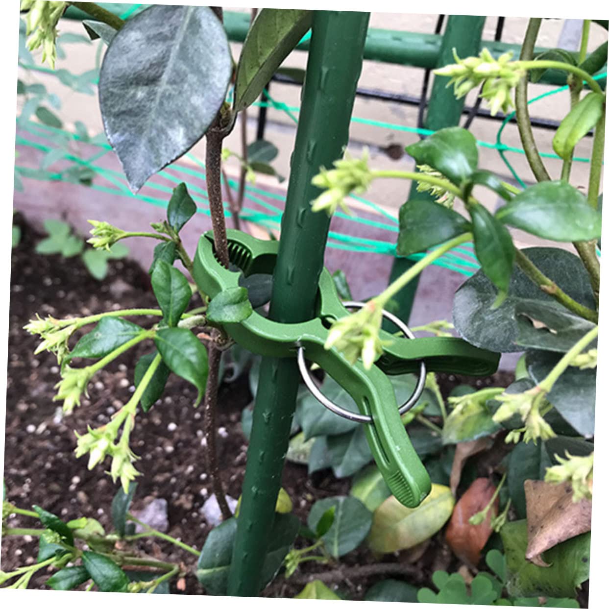 ifundom 5 Sätze Orchideen-Clip Im Freien Clips Für Kletterpflanzen Gartenpflanzenklammern Klemmbausteine Befestigte Clips Für Den Garten Vergossener Fester Clip Plastik Grün 10 Stück * 5