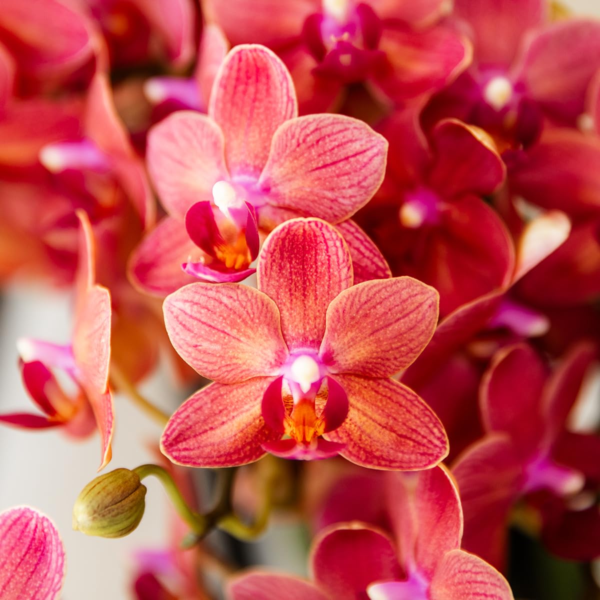 Orquídea roja Congo en maceta retro de 9 cm de diámetro, planta de interior floreciente fresca del cultivador – Brillante 70 – Maceta con diseño redondeado – Orquídea con 2 – 3 tallos