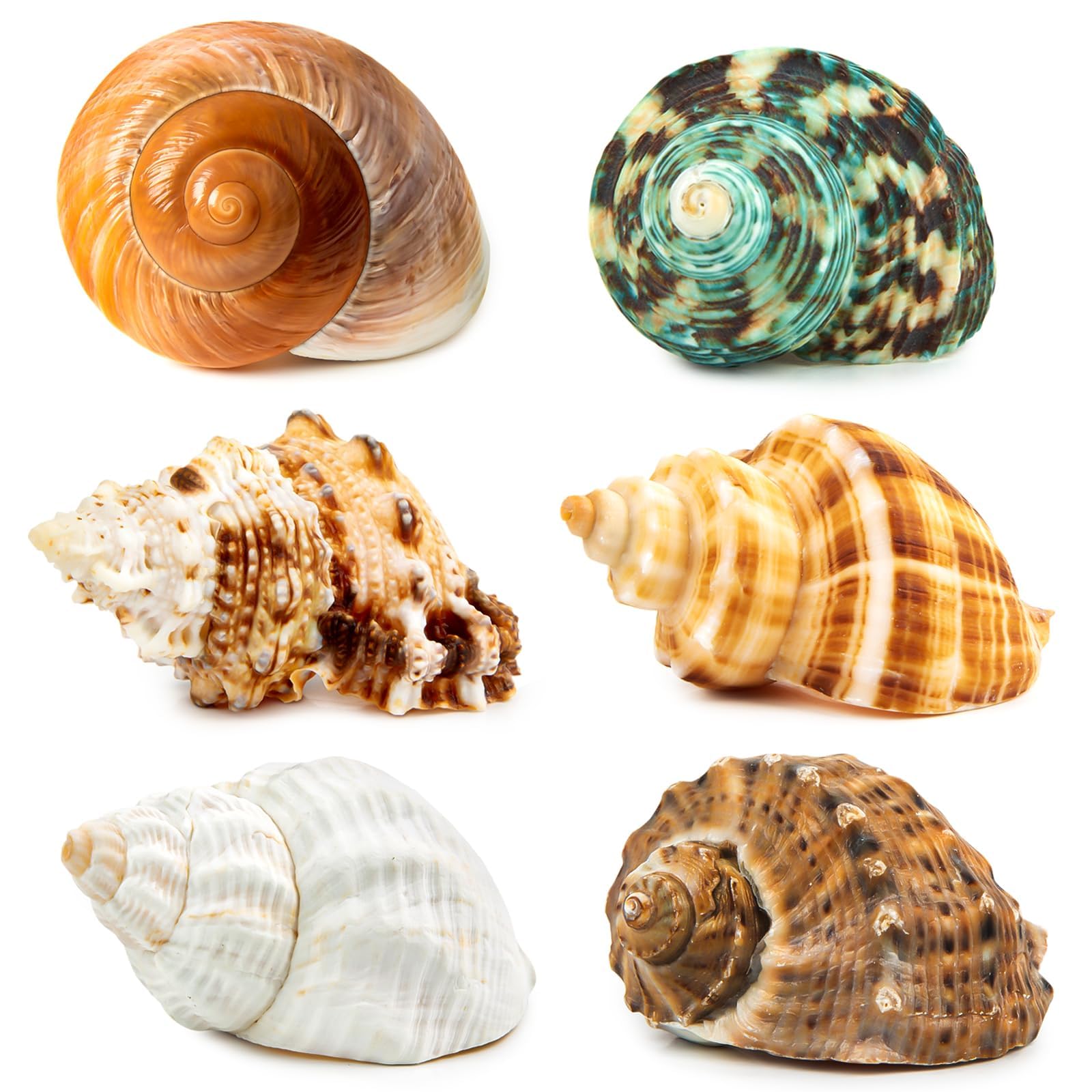 WeDoSoy 6PCS Medium Large Hermit Crab Shells - habitat decor | Mubboo