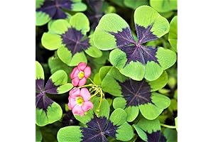 Iron Cross Shamrock Seeds - Year Round Good Luck Plant