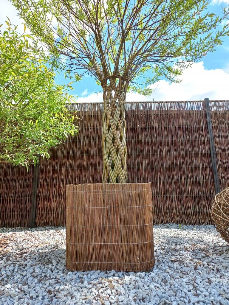 Clôture en Osier 50x300 cm avec 7 Piquets en Bois Ø18 mm et 30 Colliers – Canisse Osier Brise Vue Jardin Terrasse Balcon