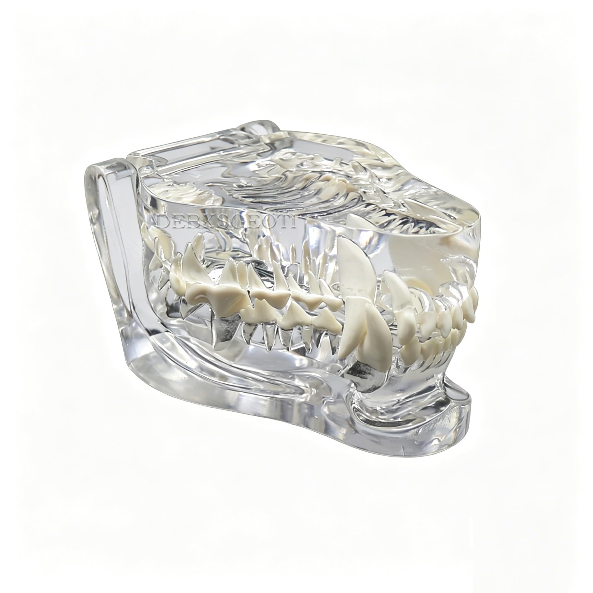 Canine Dental Dog TransparentTeeth Model Pet Clinic Anatomical Tooth Jaw for Veterinary Education Decoration Demo (Clear Dog Tooth Model)