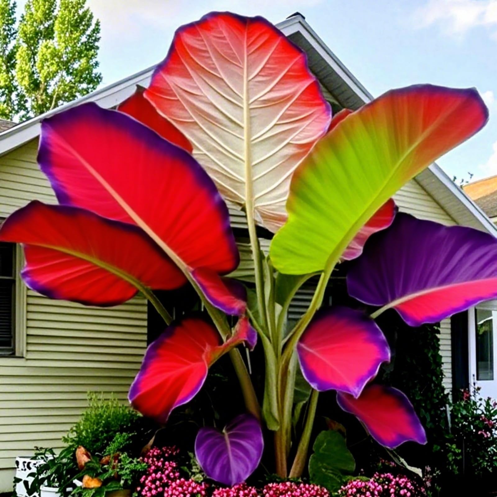 Mix Bulbs for Planting, Elephant Ears Bulbs/Surprise Growth, Garden Decoration, No Watering Required, Easy to Maintain, 15bulbs-c