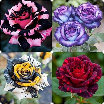 Perennial Rose Seeds 29pcs Colorful Garden Flowers Easy Care & Long Blooming Variety