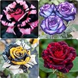 Perennial Rose Seeds 29pcs– Colorful Garden Flowers – Easy Care & Long Blooming Variety