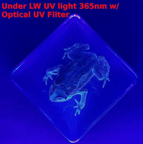 Miniatura 9 de Sapo real de 2.9 pulgadas en resina cristalina de Lucite para pisapapeles, manualidades, colección de taxidermia de animales preservados para