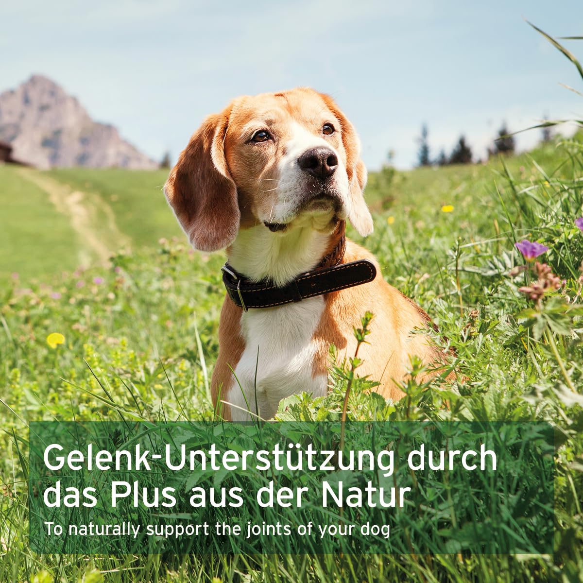 AniForte Weihrauchkapseln für Hunde 100 Stück - Natürliche Gelenktabletten mit Boswelliasäure, Unterstützung der Gelenke & Gelenkfunktion, Weihrauch Tabletten für Hundegelenke