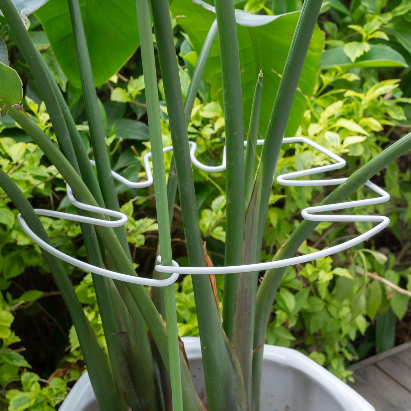 Support de tige de plantes blanches YOHSNOR 22.9x19.3 cm ajustable pour monstera d'intérieur lot de 5