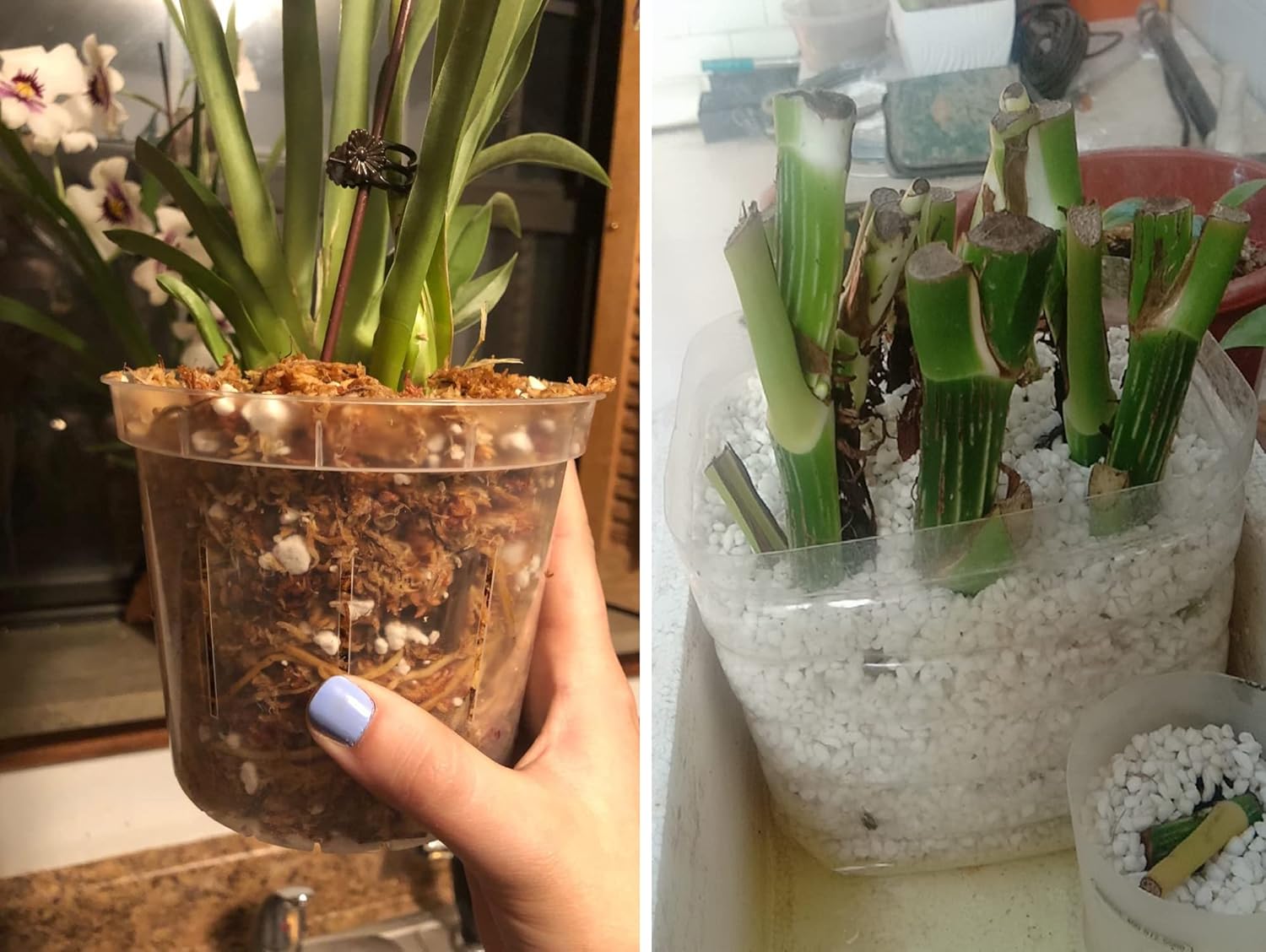 MDPQT 20 Qt Professional Grade Horticultural Perlite