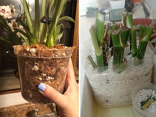 Miniatura 4 de Perlita orgánica hortícola de grado profesional de 2 cuartos de galón (2 cuartos de galón, perlita)